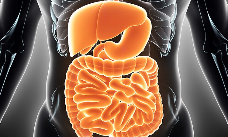 Absorption, Gut Health and The Role of The Micobiome