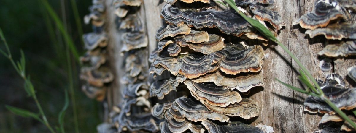 The Complete Guide to the Coriolus Mushroom (Turkey Tail)