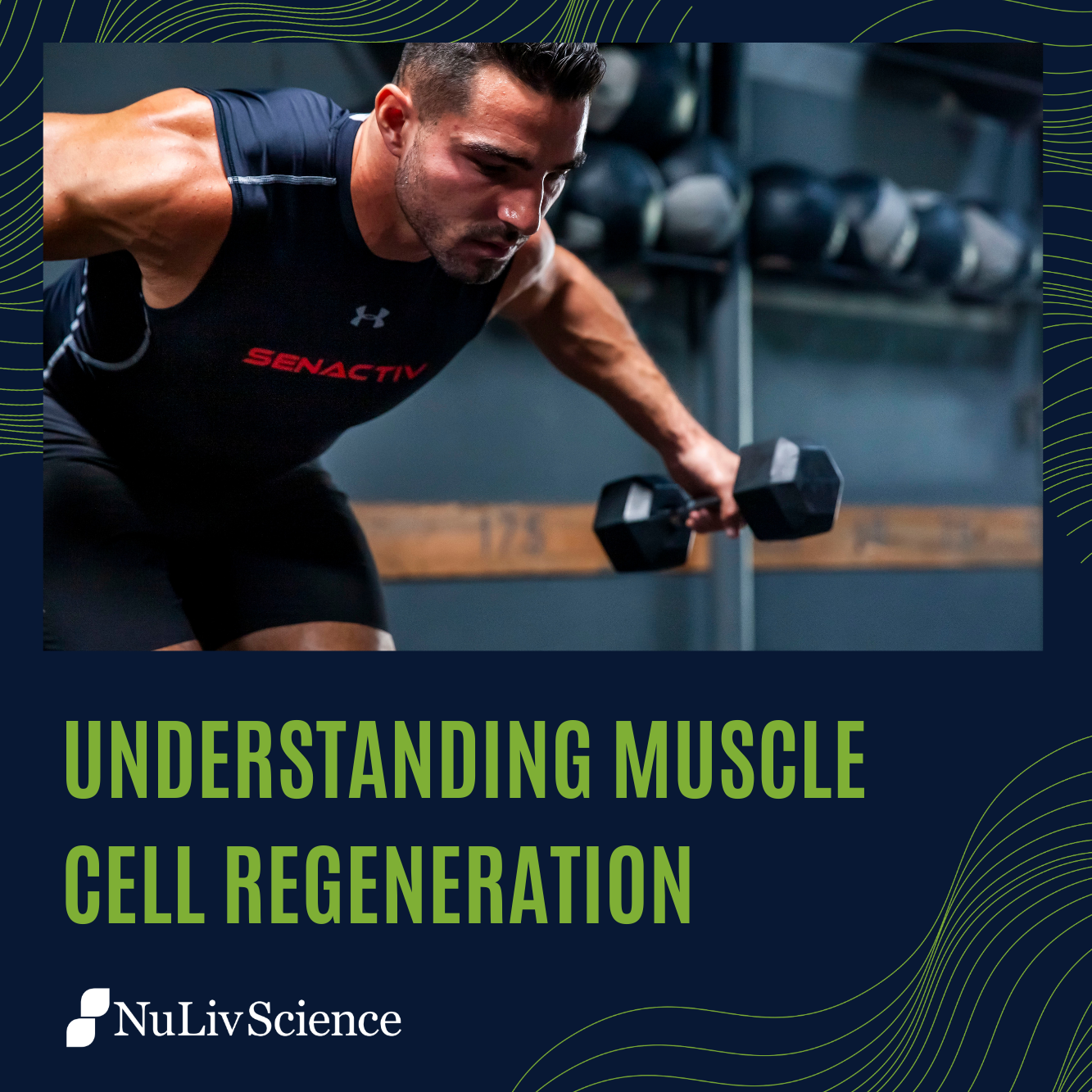 Understanding Muscle Cell Regeneration